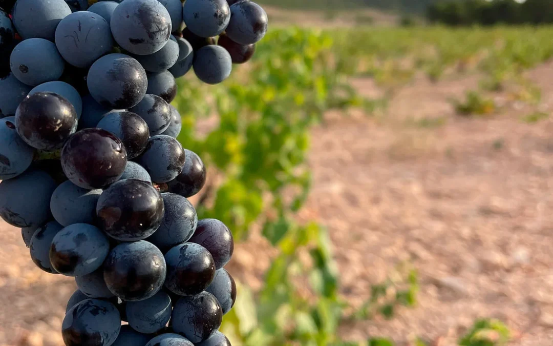 Exploring the Rich World of Monastrell Wines