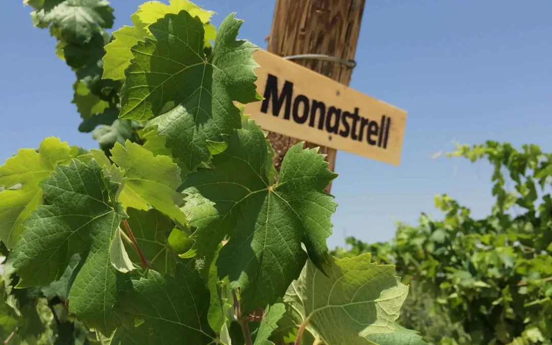 Discovering the Charm of Monastrell Organic Wines