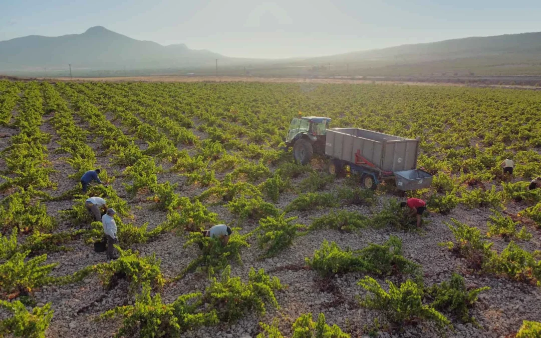 Jumilla Wine Region : everything you need to know