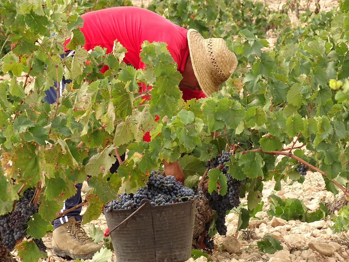 Jumilla red wine spain