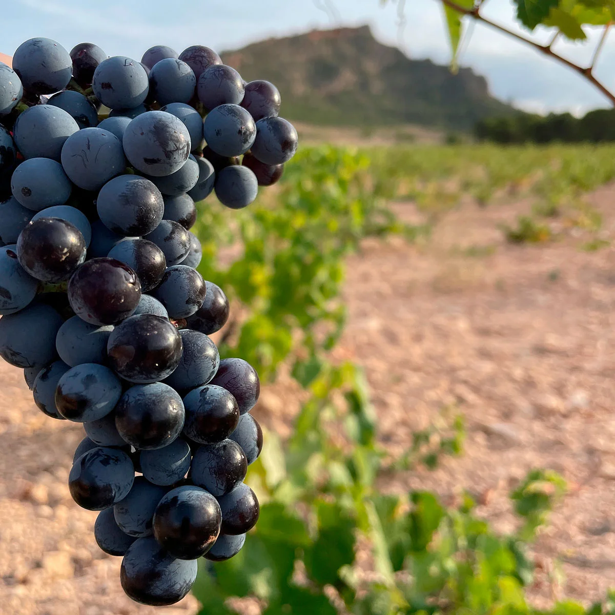 Jumilla wines monastrell