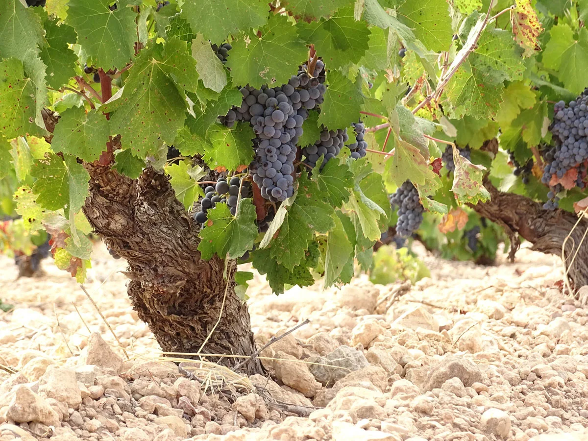 Monastrell grape history