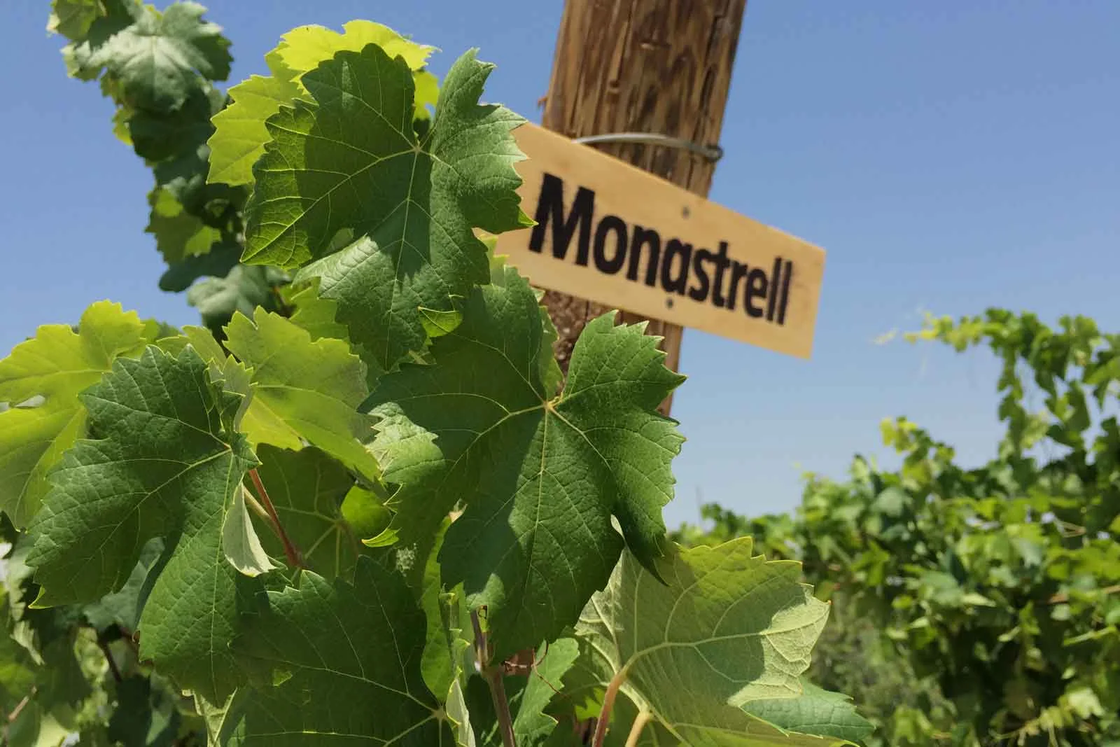 History of monastrell