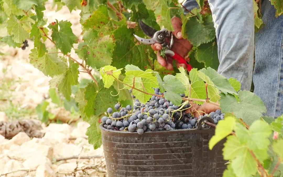 Spanish organic wine : a dive into the world of Monastrell