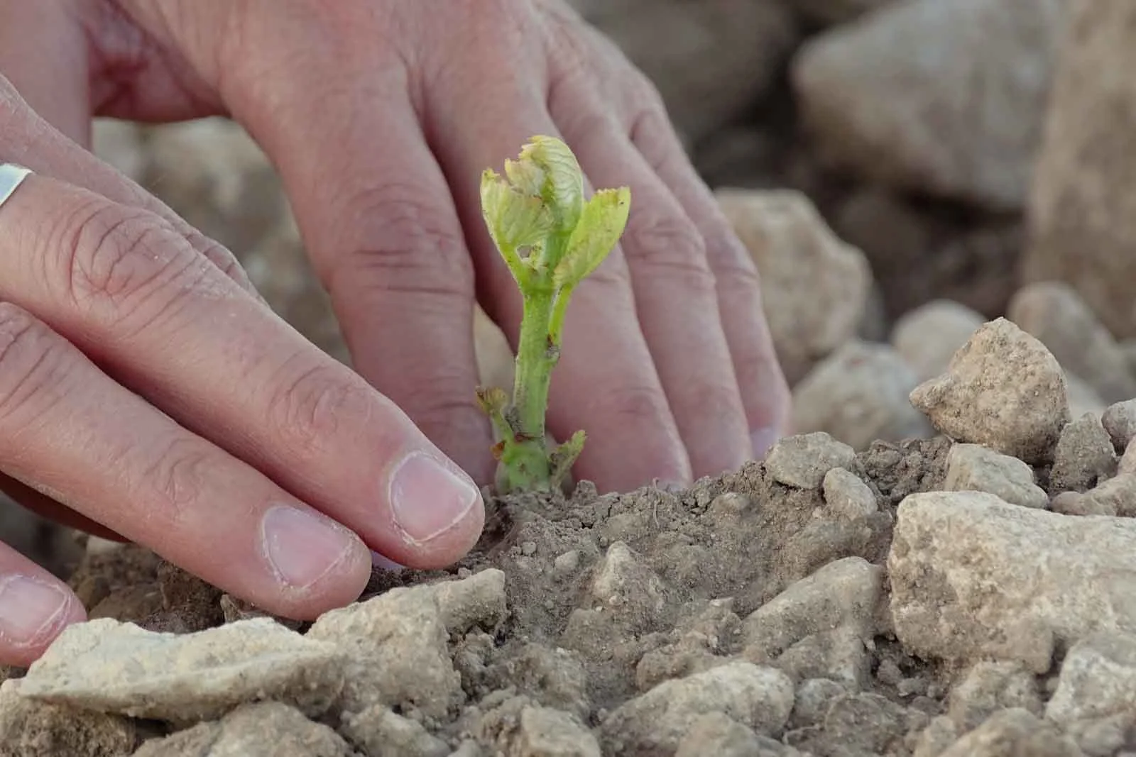 Monastrell terroir wine spain